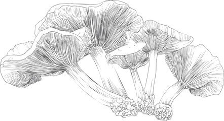 Line art of detailed mushrooms with intricate gills in horizontal layout. Vector illustration
