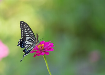 花の蜜を吸うアゲハチョウ