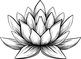 Fototapeta na wymiar Black and white illustration of a lotus flower with detailed line art. Vector illustration