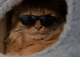 サングラスをかけた可愛い猫　茶トラ