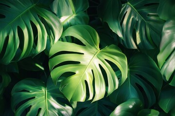 Explore the beauty of lush green monstera leaves in natural light, showcasing their unique textures and patterns. A vibrant backdrop for nature lovers.