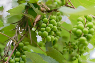 green grapes on vine