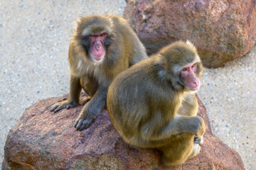 Naklejka premium Two Japanese Macaque Monkeys sitting on a rock.