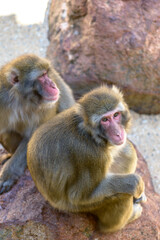 Naklejka premium Two Japanese Macaque Monkeys sitting on a rock.