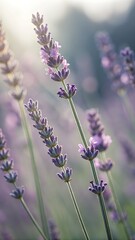 Naklejka premium Lavender flowers bloom in a field on a sunny day, and the purple plants grow tall toward the light in the meadow.