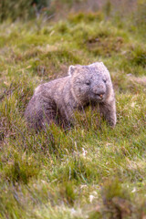 Common Barenosed Wombats Are One