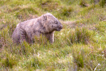Fototapeta premium Common or bare-nosed wombats, are one of Australia's most endearing native animals. These large, herbaceous mammals feature short legs that result in their unique “waddle”.