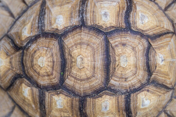 Close up turtle shell texture 