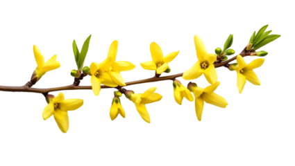 Forsythia branch with yellow flower