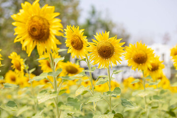Bright Sunflowers in Bloom Against a Clear Sky Background