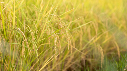 Golden Rice Fields Under Soft Afternoon Light