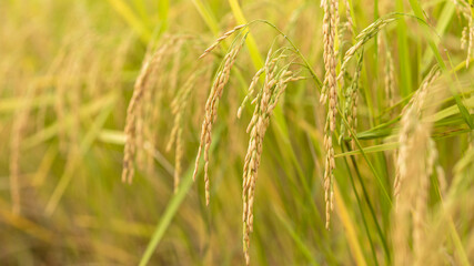 Golden Rice Plants Ready for Harvest in Vibrant Green Fields