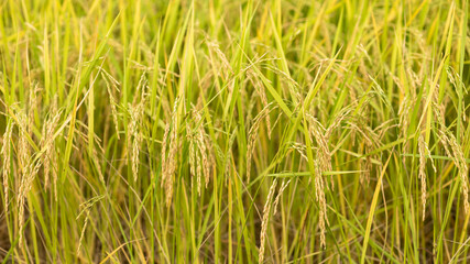 Lush Green Rice Field with Ripening Grain Under Bright Sunlight