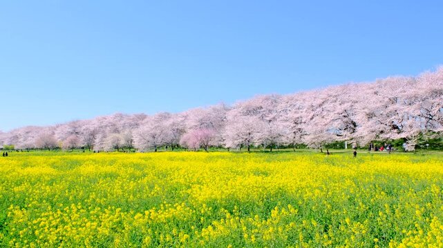 権現堂桜堤　幸手市