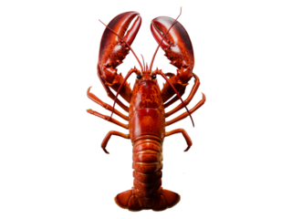 Freshly caught red lobster isolated black background