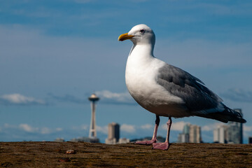 Gull with Seattle skyline