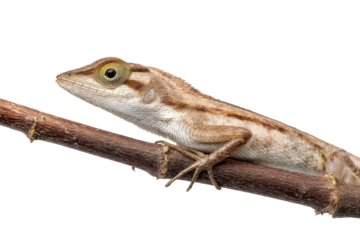 Brown anole lizard on branch against black background - nature photography, cut out
