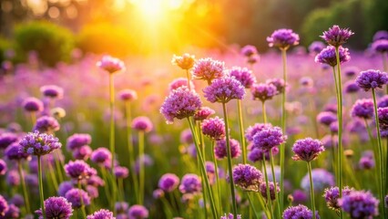 Fototapeta premium Aromatic flowers blooming in a field with warm sunlight filtering through leaves and stems of tall purple flowering plants