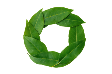 Green laurel leaf wreath on black background, cut out