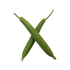 Healthy and Hydrating Luffa/ Ridge Gourd/ Sponge Gourd Vegetable 