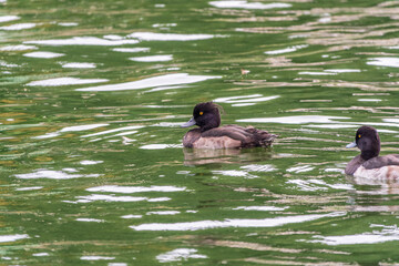 Male tufted duck, Aythya fuligula, swim in the pond