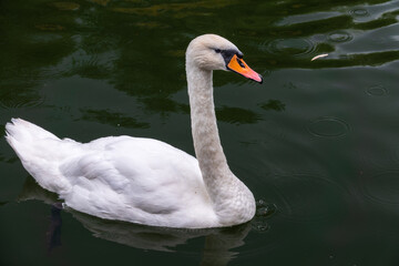 A graceful white swan swimming on a lake with dark water. The white swan is reflected in the water