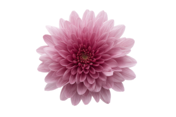 Close-up of a pink chrysanthemum flower with detailed petals and black background, cut out