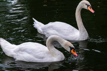 Two Graceful white Swans swimming in the lake, swans in the wild