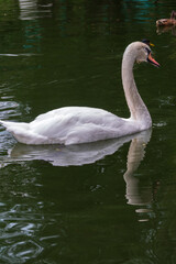 A graceful white swan swimming on a lake with dark water. The white swan is reflected in the water