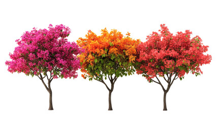 Fototapeta premium Three Colorful Bougainvillea Trees Isolated on Transparent Background