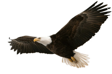 Fototapeta premium Bald eagle in flight with outstretched wings and intense gaze, cut out