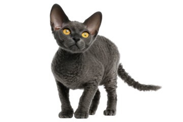Curious devon rex cat with yellow eyes and curly gray fur, cut out