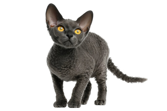 Curious devon rex cat with yellow eyes and curly gray fur, cut out
