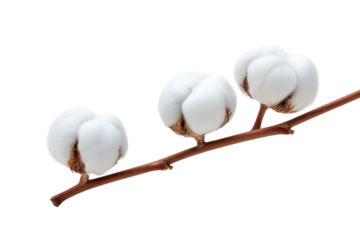 Three cotton bolls on branch: natural fiber and agriculture concept, cut out