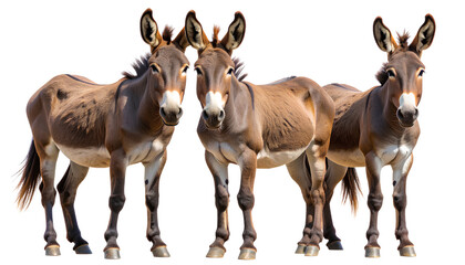 Realistic Brown Donkey Standing Side View, Transparent PNG