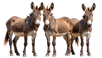 Realistic Brown Donkey Standing Side View, Transparent PNG
