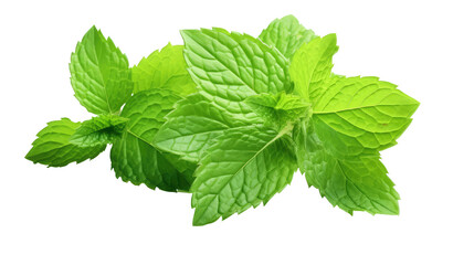 Mint Leaves PNG File of Isolated Cutout Object with Transparent Background