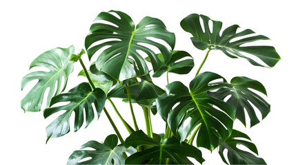 Vibrant tropical plant with abstract digital effects. isolated on transparent background