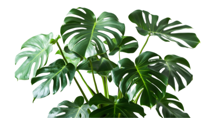 Vibrant tropical plant with abstract digital effects. isolated on transparent background