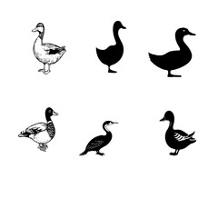 duck vector image. Duck black and white vector image.