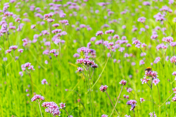 Fototapeta premium Verbena bonariensis flowers, Argentinian Vervain or Purpletop Vervain, Clustertop Vervain, Tall Verbena, Pretty Verbena, in garden