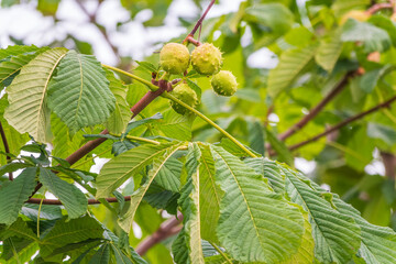 Horse chestnut fruits hanging on the tree in autumn, in leaves and branches. Aesculus hippocastanum