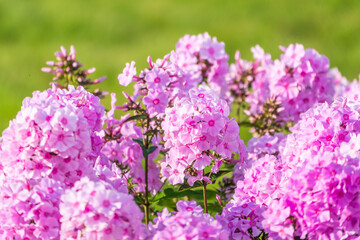 Pink phlox flowers. Phlox paniculata. Flowering herbaceous plants. Blooming phlox paniculata in the garden