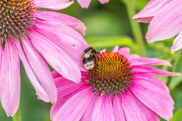 A closeup shot of a bee collecting pollen on a purple echinacea flower