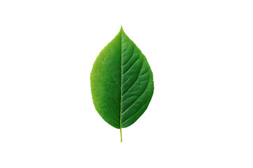 Fototapeta premium Detailed green leaf on black background: close-up nature photography, cut out