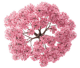 Aerial View of Blooming Pink Flower Tree Canopy