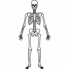 This skeleton drawing features a full-body view, showcasing the skull, ribs, and limbs in detail with a black silhouette on a clean white background. It accurately represents skeletal anatomy.