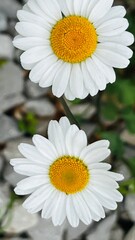 Obraz premium daisy flower closeup paired
