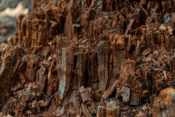 Decayed tree stump in a forest clearing

