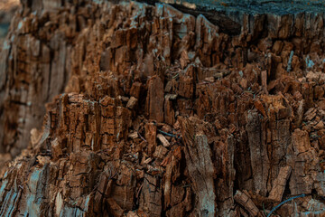 Decayed tree stump in a forest clearing